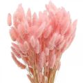 Floristik24 Lagurus sušený králičí chvost tráva svetloružová 65-70cm 100g
