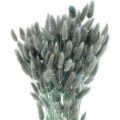 Floristik24 Lagurus sušený králičí chvost tráva modrá zelená 65-70cm 100g