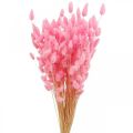 Floristik24 Lagurus Sušený králičí chvostík ružový 65-70cm 100g