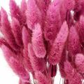 Floristik24 Lagurus Sušený králičí chvost tráva fialová 65-70cm 100g