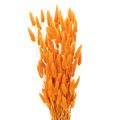 Floristik24 Trs zamatovej trávy Lagurus, sušený, 70 cm, 100 g