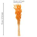 Trs zamatovej trávy Lagurus, sušený, 70 cm, 100 g | Floristik24.sk