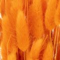 Trs zamatovej trávy Lagurus, sušený, 70 cm, 100 g | Floristik24.sk