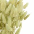 Floristik24 Zamatová tráva Lagurus svetlozelená 100g suché trávy