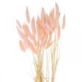 Floristik24 Dekoračná trávová ružová, Lagurus, prírodná dekorácia, suché kvetinárstvo L45–50cm 30ks