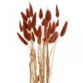 Floristik24 Suchá tráva hrdza červená, prírodná dekorácia, lagurus, suché kvetinárstvo L45–50cm 30ks