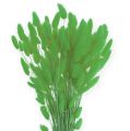 Floristik24 Dekoratívna tráva Apple Green Lagurus 100gr