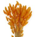 Floristik24 Dekoratívna tráva pomarančový Lagurus 100 gr