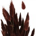Floristik24 Suché kvetinárstvo, okrasná tráva, Lagurus Brown L35–50cm 25g
