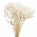 Floristik24 Sušený kvet Lagurus na čistenie trávy bielená 100g