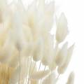 Floristik24 Sušený kvet Lagurus na čistenie trávy bielená 100g