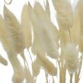Floristik24 Lagurus sušená dekorácia, zamatová tráva, tráva z králičieho chvosta, suchá dekorácia bielená L20-60cm 30ks