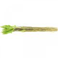 Floristik24 Zamatová tráva zelená, lagurus, suché zdobenie, sušená sladká tráva L18-50cm 25g