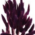 Floristik24 Zamatová tráva fialová, tráva z králičieho chvosta, Lagurus L18-50cm 25g