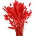 Floristik24 Deco Grass Red Lagurus 100 gr