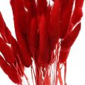 Floristik24 Dekoratívna tráva červená, lagurus, aksamietnica, suché kvetinárstvo L30–50cm 20g