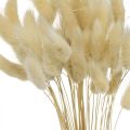 Floristik24 Dekoračná tráva, bielená tráva, Lagurus ovatus, aksamietnica L40–55cm 25g