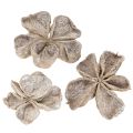 Floristik24 Landlotus biely 6-12 cm 50 ks