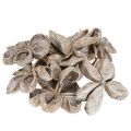 Landlotus biely 6-12 cm 50 ks | Floristik24.sk