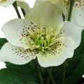 Floristik24 Pôstna ruža Hellebore Vianočný črepník ruže umelé kvety V25cm biela