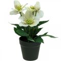 Floristik24 Pôstna ruža Hellebore Vianočný črepník ruže umelé kvety V25cm biela