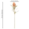 Umelý kvet protey Leucadendron s dlhou stonkou, 65 cm, 3 kusy | Floristik24.sk
