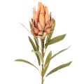 Umelý kvet protey Leucadendron s dlhou stonkou, 65 cm, 3 kusy | Floristik24.sk