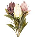 Floristik24 Umelý kvet Protea Leucadendron 100 cm 3 ks