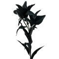 Floristik24 Umelý kvet ľalia čierna 84cm
