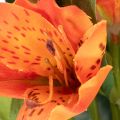 Umelý kvet alstromérie pomarančovej, umelá kytičná dekorácia, 75 cm, 3 kusy | Floristik24.sk