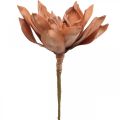 Floristik24 Lotosový kvet Umelá rastlina Umelý lotosový kvet Hnedý L64cm