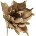 Floristik24 Lotosový kvet, dekorácia lotosový kvet, umelá rastlina béžová L66cm