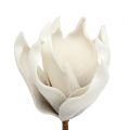 Floristik24 Kvet magnólie z molitanu sivý, biely Ø10cm L26cm 4ks