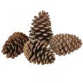 Floristik24 Šišky Maritima, pohrebná kvetinárstva, adventná dekorácia, prírodný produkt V12–15cm Ø6,5–10cm 50 kusov