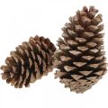 Šišky Maritima, pohrebná kvetinárstva, adventná dekorácia, prírodný produkt V12–15cm Ø6,5–10cm 50 kusov | Floristik24.sk