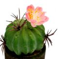 Floristik24 Mini kaktus s kvetmi V9-12cm 4ks