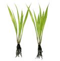 Floristik24 Mini tráva s koreňmi 18cm zelená 6ks