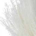 Floristik24 Perivka deco bielená suchá tráva Miscanthus 75cm 10ks