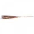 Floristik24 Suchá tráva dlhá ružová perová tráva deco Miscanthus 75cm 10ks