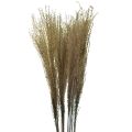 Floristik24 Miscanthus Trstina čínska suché trávy suché dekorácie 75cm 10ks