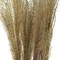 Floristik24 Miscanthus Trstina čínska suché trávy suché dekorácie 75cm 10ks