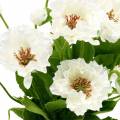 Floristik24 Vlčie maky v kvetináči biele hodvábne kvety kvetinová výzdoba