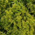 Veniec z umelého machu, dekoratívny na stôl alebo dvere, 28 cm | Floristik24.sk