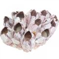 Floristik24 Deco shell barnacles príroda, námorné dekorácie