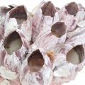 Floristik24 Deco shell barnacles príroda, námorné dekorácie