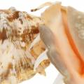 Floristik24 Lambis morský slimák príroda 14cm 10p