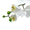 Floristik24 Orchidea motýľ 75cm biela