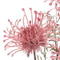 Umelý kvetinový vankúšik na iheličky, protea, kvitnúca vetvička 65 cm, 3 ks | Floristik24.sk