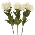 Floristik24 Ihelníkové umelé kvety exotické Protea Leucospermum krém 73cm 3ks