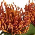 Floristik24 Ihelníček Exotický umelý kvet Pomaranč Leucospermum Protea 73cm 3ks